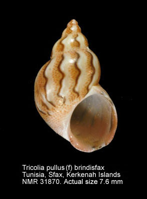 Tricolia pullus pullus (f) brindisfax.jpg - Tricolia pullus (f) brindisfaxNordsieck,1973